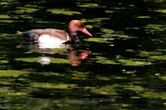 Kolbenente Zoo Frankfurt am Main 2017 