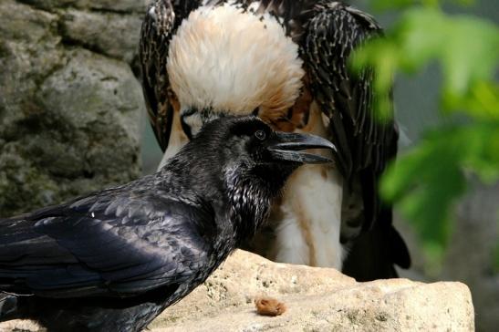 Kolkrabe mit Bartgeier Opel Zoo Kronberg 2015