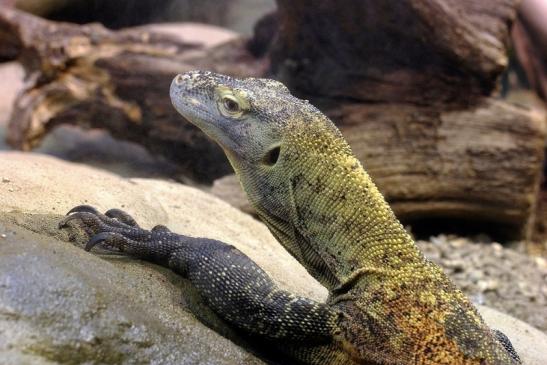 Komodowaran Zoo Frankfurt 2014