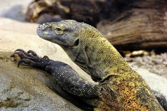 Komodowaran Zoo Frankfurt 2014