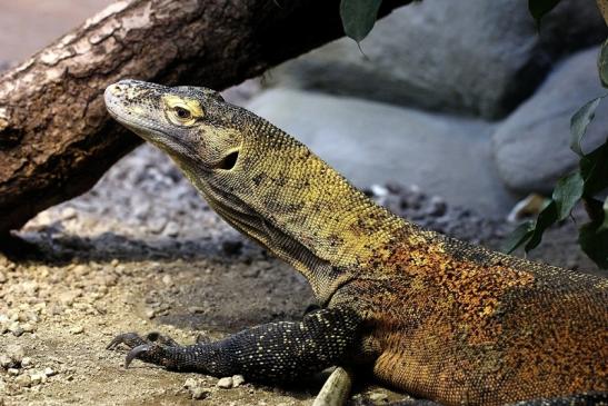 Komodowaran Zoo Frankfurt 2014