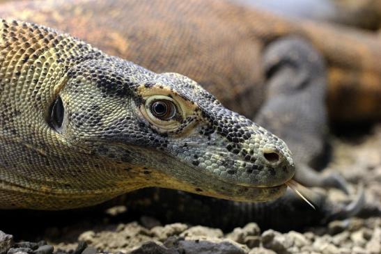 Komodowaran Zoo Frankfurt 2014