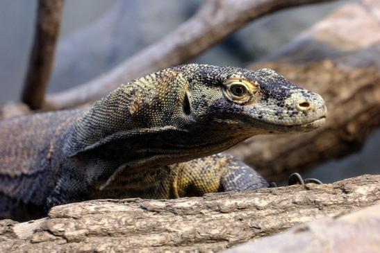 Komodowaran Zoo Frankfurt 2014