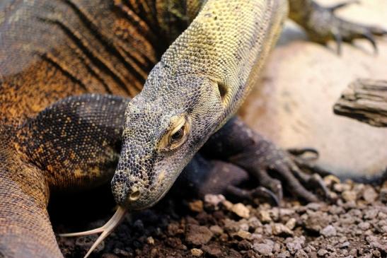 Komodowaran Zoo Frankfurt 2014