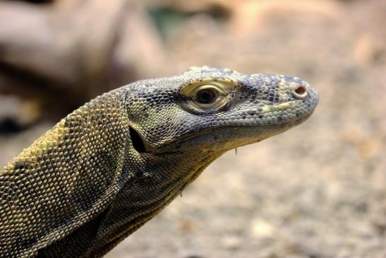 Komodowaran Zoo Frankfurt 2014