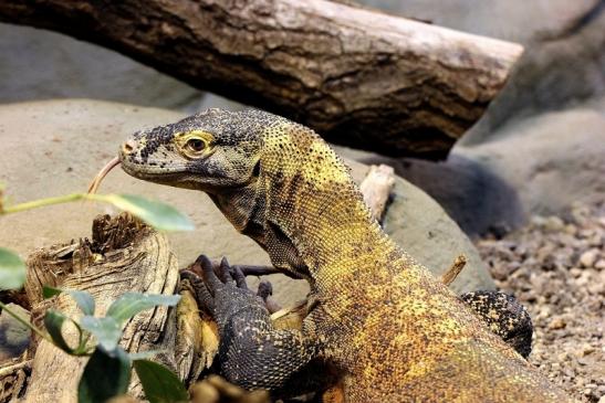 Komodowaran Zoo Frankfurt 2014