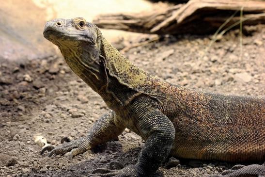 Komodowaran Zoo Frankfurt 2014