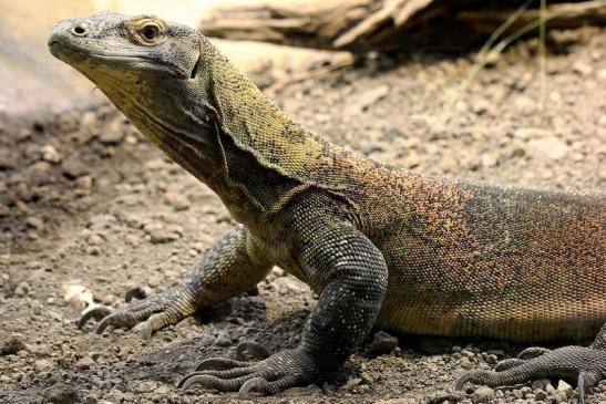 Komodowaran Zoo Frankfurt 2014