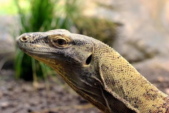 Komodowaran Zoo Frankfurt 2014