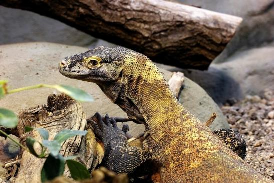 Komodowaran Zoo Frankfurt 2014