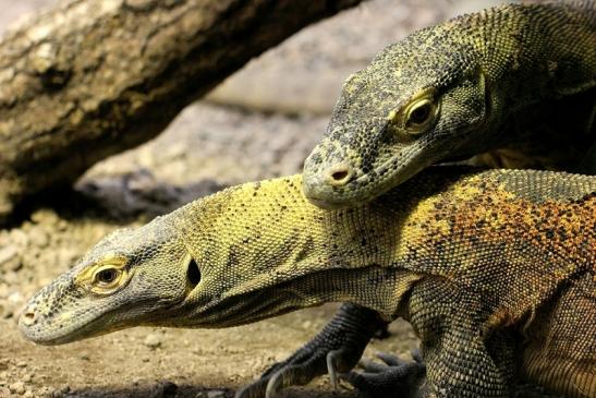 Komodowaran Zoo Frankfurt 2014