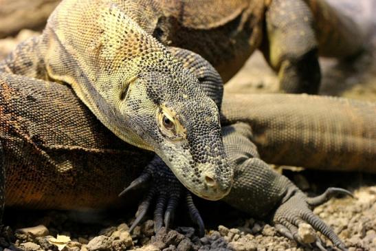 Komodowaran Zoo Frankfurt 2014