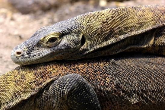 Komodowaran Zoo Frankfurt 2014