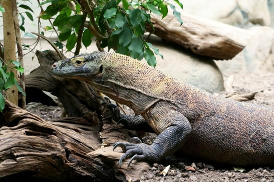 Komodowaran Zoo Frankfurt am Main 2017