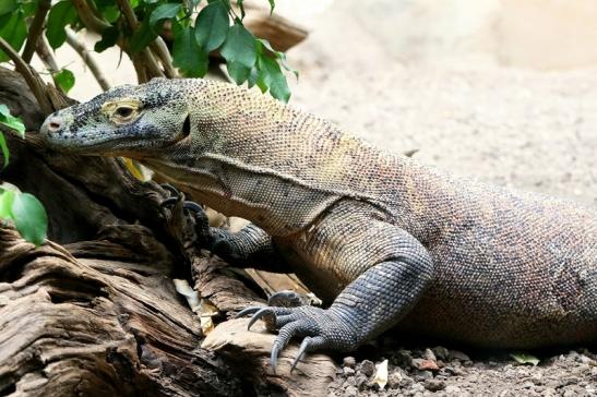 Komodowaran Zoo Frankfurt am Main 2017