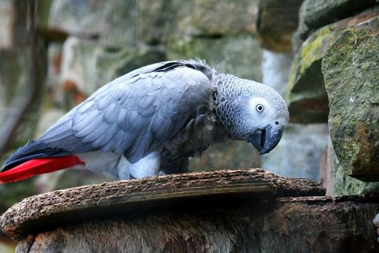 Kongo Graupapagei Opel Zoo Kronberg 2012