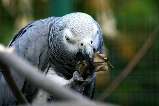 Kongo Graupapagei Opel Zoo Kronberg 2012