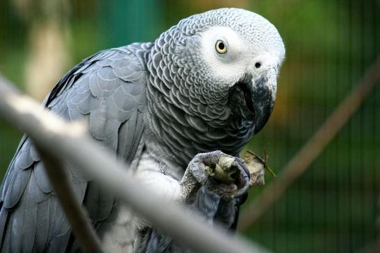 Kongo Graupapagei Opel Zoo Kronberg 2012