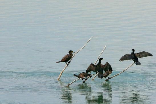 Kormoran am Teufelsee Bingenheimer Ried Wetterau 2016