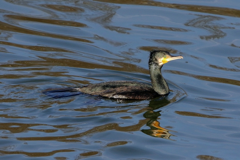 Kormoran Mainschleuse Eddersheim 2017