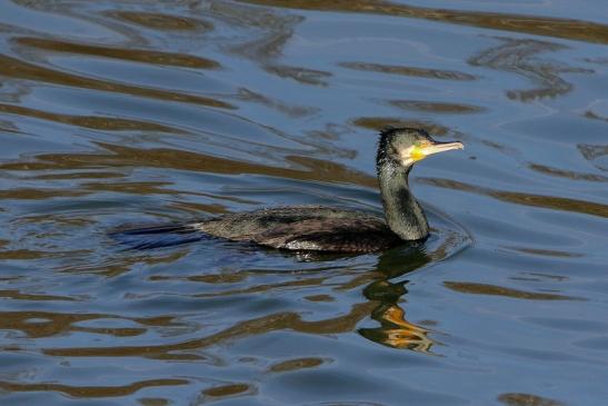 Kormoran Mainschleuse Eddersheim 2017