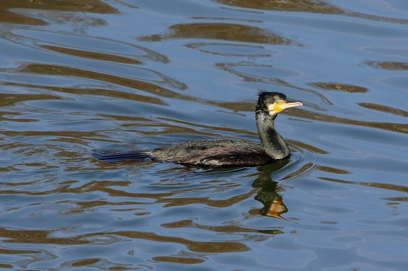 Kormoran Mainschleuse Eddersheim 2017