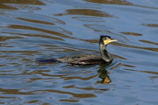 Kormoran Mainschleuse Eddersheim 2017