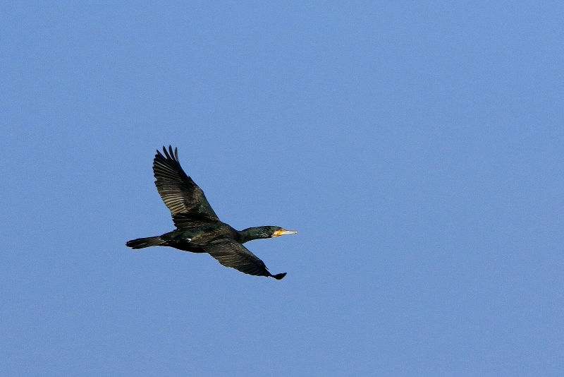 Kormoran Mainschleuse Eddersheim 2017
