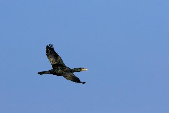 Kormoran Mainschleuse Eddersheim 2017