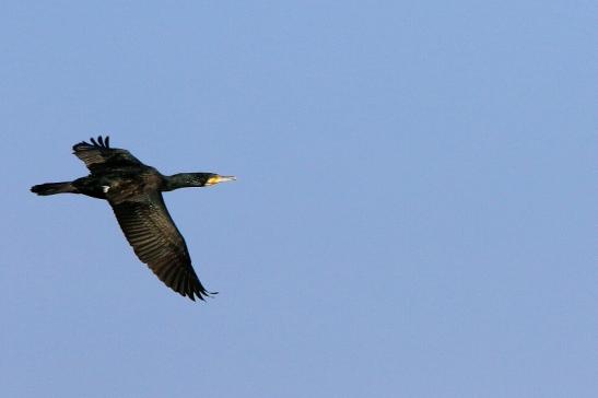 Kormoran Mainschleuse Eddersheim 2017