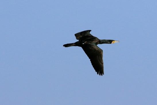 Kormoran Mainschleuse Eddersheim 2017