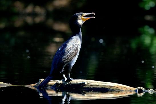 Kormoran Kesselbruchweiher Stadtwald Frankfurt am Main 2016