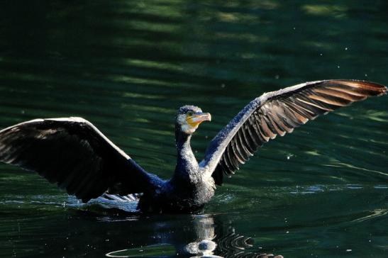 Kormoran Landung Kesselbruchweiher Stadtwald Frankfurt am Main 2016