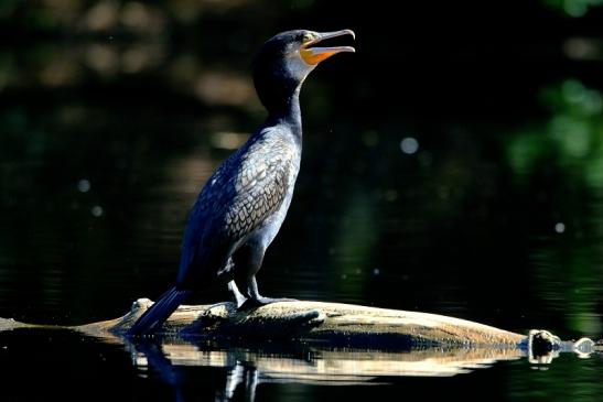 Kormoran Kesselbruchweiher Stadtwald Frankfurt am Main 2016