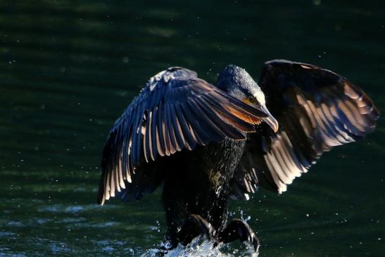 Kormoran Landung Kesselbruchweiher Stadtwald Frankfurt am Main 2016