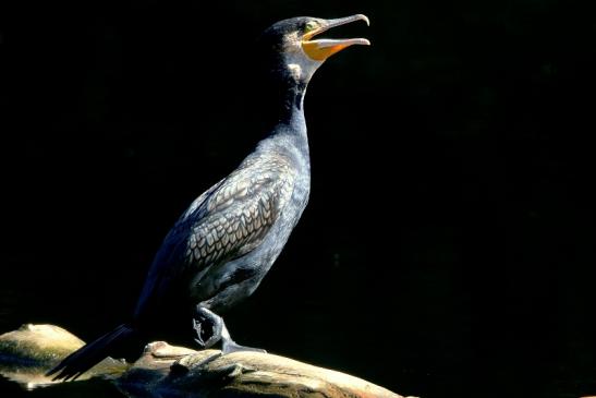 Kormoran Kesselbruchweiher Stadtwald Frankfurt am Main 2016