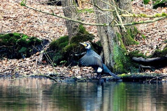 Kormoran Abflug Kesselbruchweiher Stadtwald Frankfurt am Main 2016