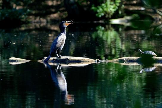 Kormoran mit Schmuckschildkröte Kesselbruchweiher Stadtwald Frankfurt am Main 2016