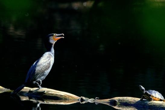 Kormoran mit Schmuckschildkröte Kesselbruchweiher Stadtwald Frankfurt am Main 2016