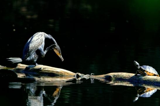 Kormoran mit Schmuckschildkröte Kesselbruchweiher Stadtwald Frankfurt am Main 2016