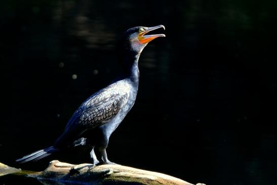 Kormoran Kesselbruchweiher Stadtwald Frankfurt am Main 2016