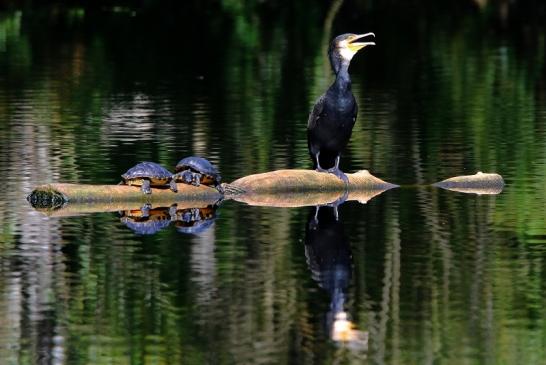 Kormoran mit Schmuckschildkröte Kesselbruchweiher Stadtwald Frankfurt am Main 2016