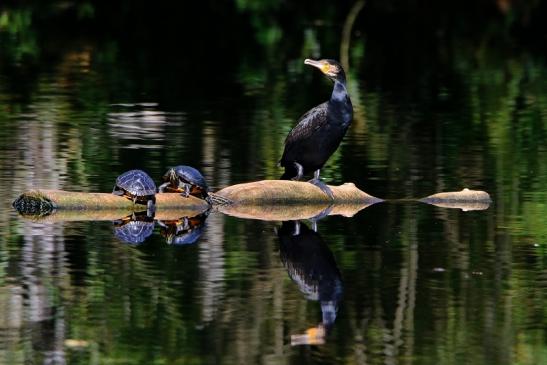 Kormoran mit Schmuckschildkröte Kesselbruchweiher Stadtwald Frankfurt am Main 2016