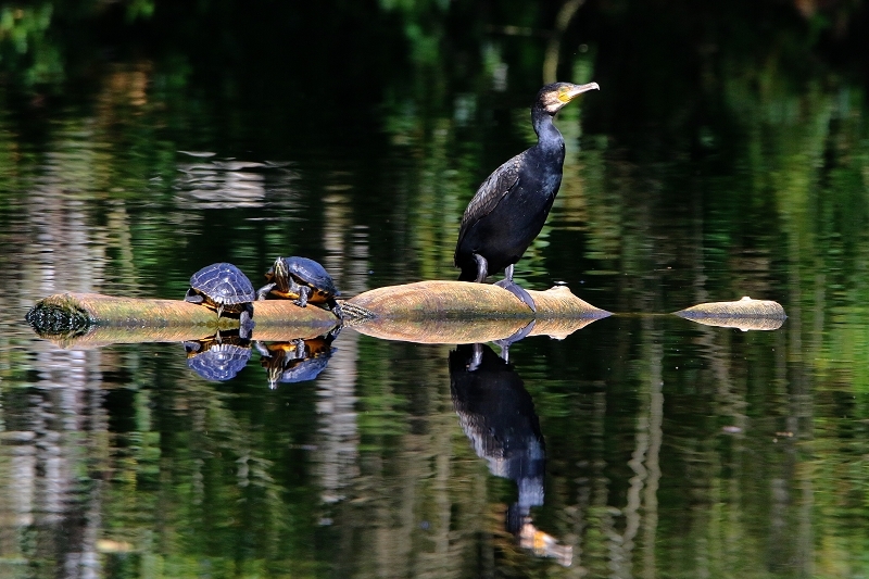 Kormoran mit Schmuckschildkröte Kesselbruchweiher Stadtwald Frankfurt am Main 2016