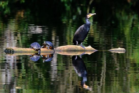 Kormoran mit Schmuckschildkröte Kesselbruchweiher Stadtwald Frankfurt am Main 2016