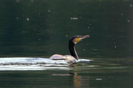 Kormoran NSG See am Goldberg Heusenstamm 2016