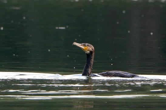 Kormoran NSG See am Goldberg Heusenstamm 2016