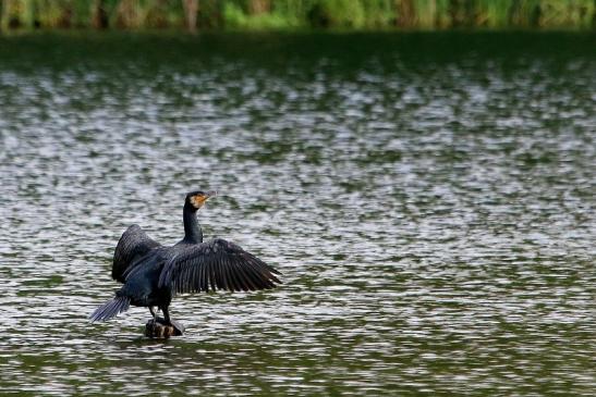 Kormoran NSG See am Goldberg Heusenstamm 2017