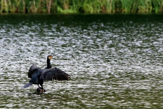 Kormoran NSG See am Goldberg Heusenstamm 2017