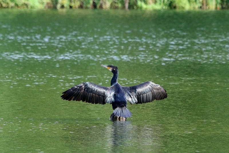 Kormoran NSG See am Goldberg Heusenstamm 2017